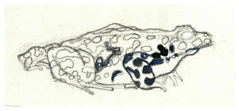 Visualizza l'immagine "FD D 1884"